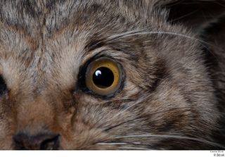 Wildcat Felis silvestris eye 0001.jpg
